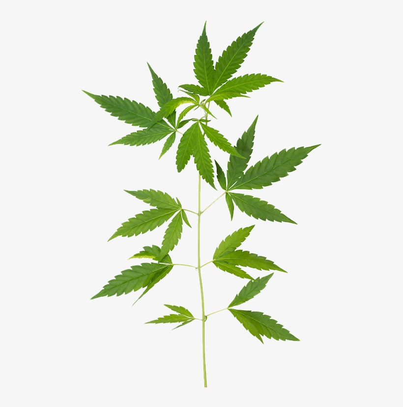 What Is Cbd - Cannabis, transparent png download