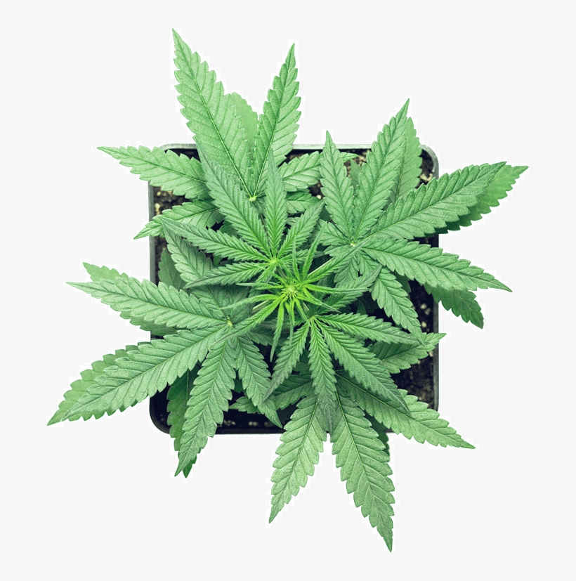 Discreet Packaging - Cannabis, transparent png download