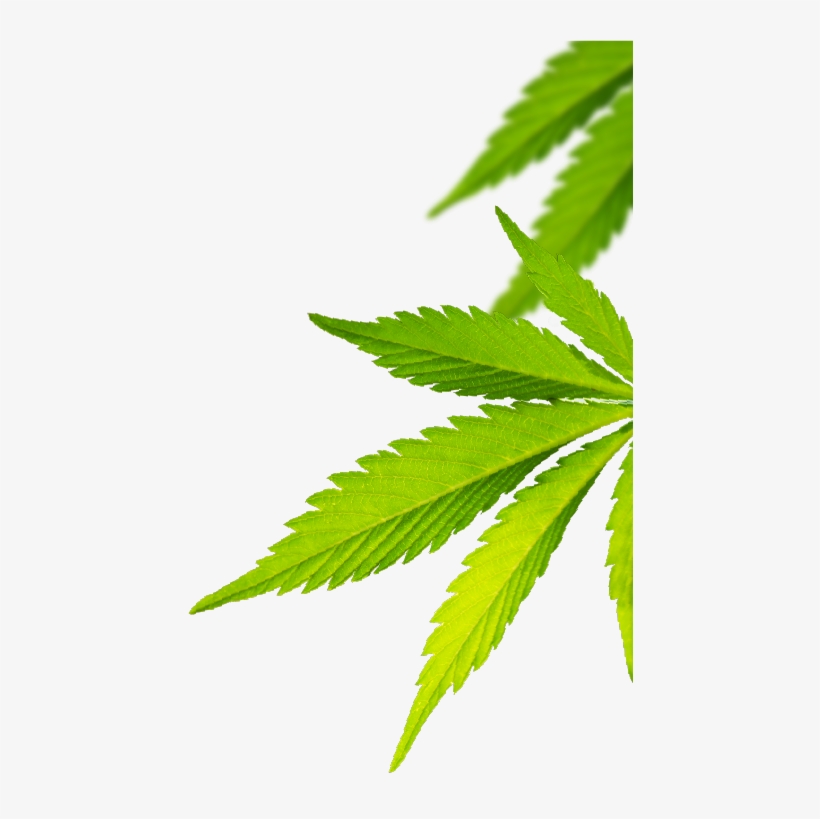 减缓癌症疼痛，提升生命质量 - Plantation, transparent png download