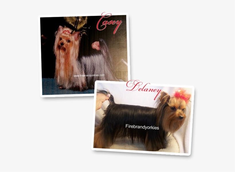 Pages - Yorkshire Terrier, transparent png download