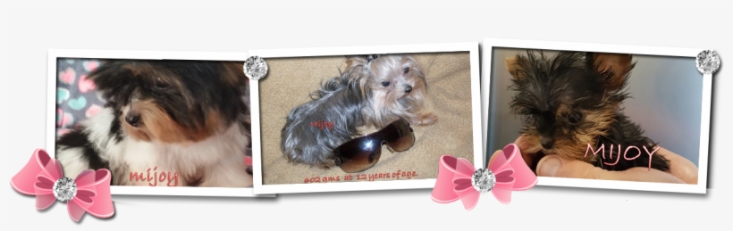 Toggle Navigation Mijoy Yorkies And Mijoy Biewers - Yorkshire Terrier, transparent png download
