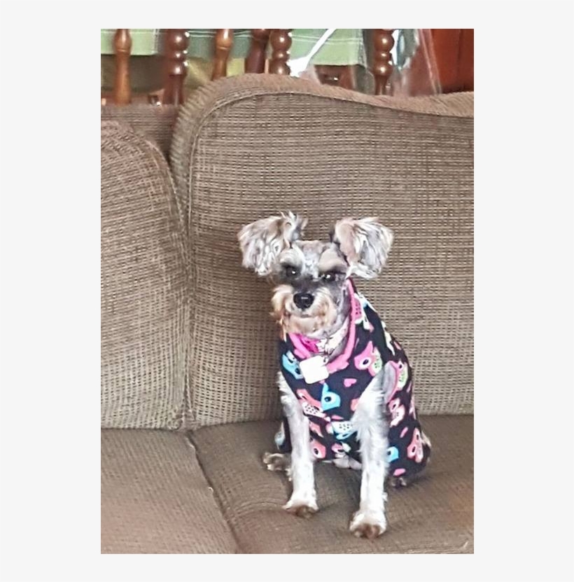 Chispita Is A Very Sweet And Loving Little Girl - Companion Dog, transparent png download