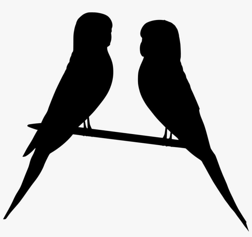 Download Png - Parakeet, transparent png download