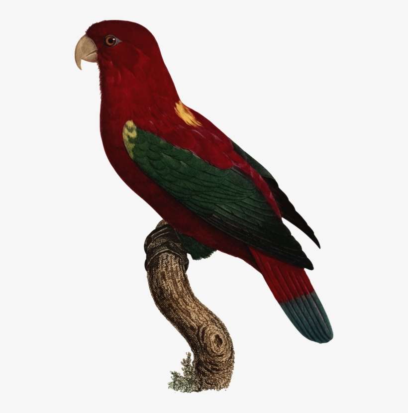 Budgerigar Loriini Chattering Lory Parrots Parakeet - Loriini, transparent png download