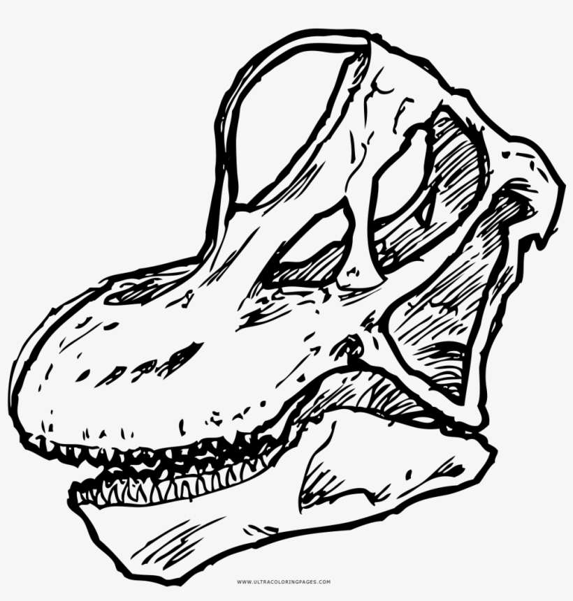 Brachiosaurus Skull Coloring Page - Braquiosaurio Craneo, transparent png download