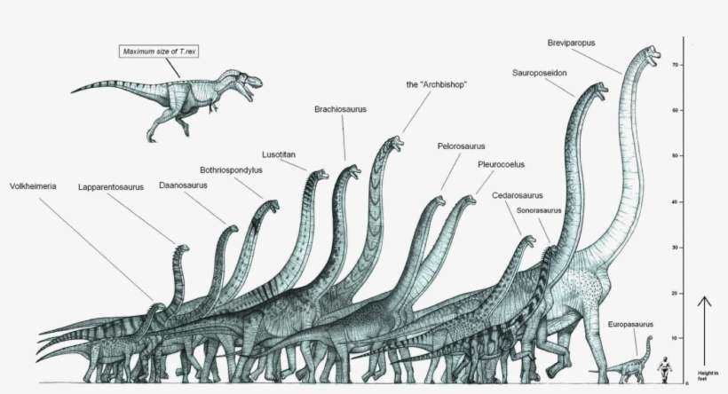 Bill Gates On Twitter - Size Comparison Of Prehistoric Animals, transparent png download