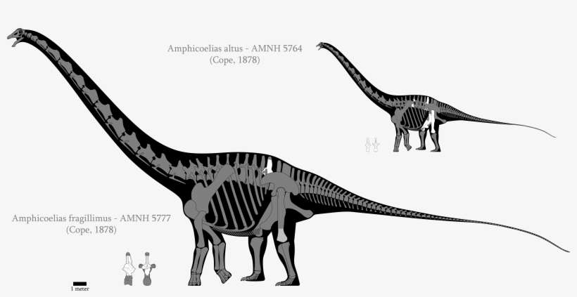 6190 X 3000 1 - Amphicoelias Fragillimus Skeleton, transparent png download