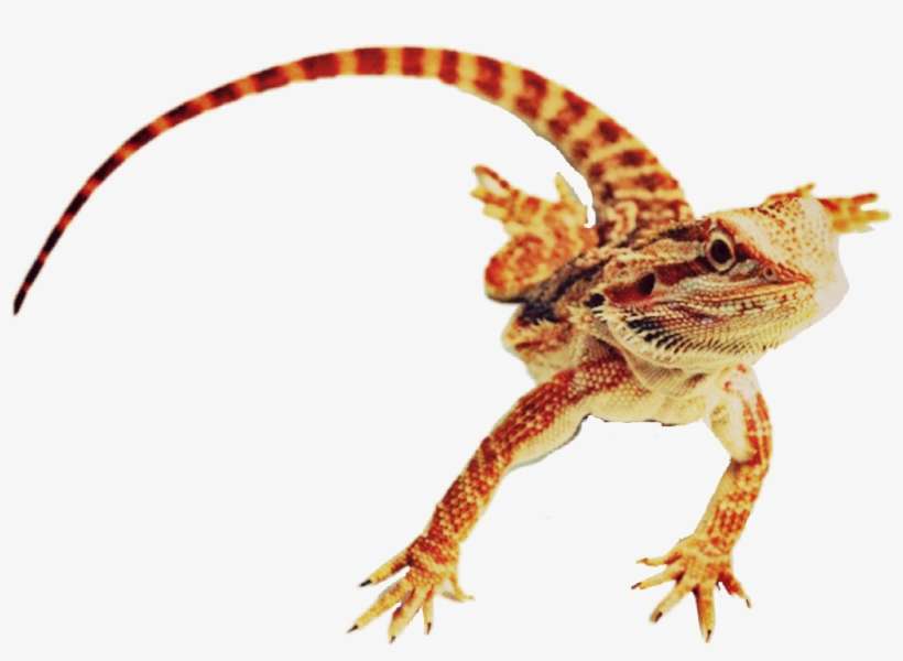 Beardeddragon Sticker - Desert Horned Lizard, transparent png download