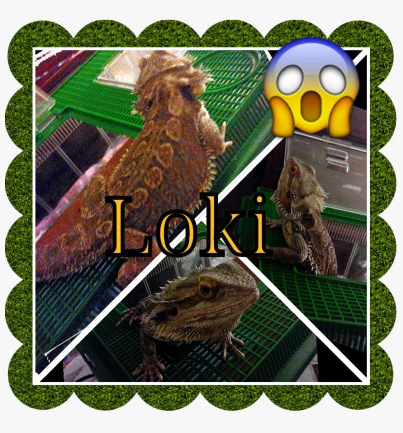 Court In Houston,tx Introducing Loki - Owl, transparent png download