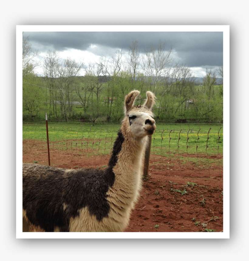 Nineteen Llamas Started Out Sporting A Full Year's - Llama, transparent png download