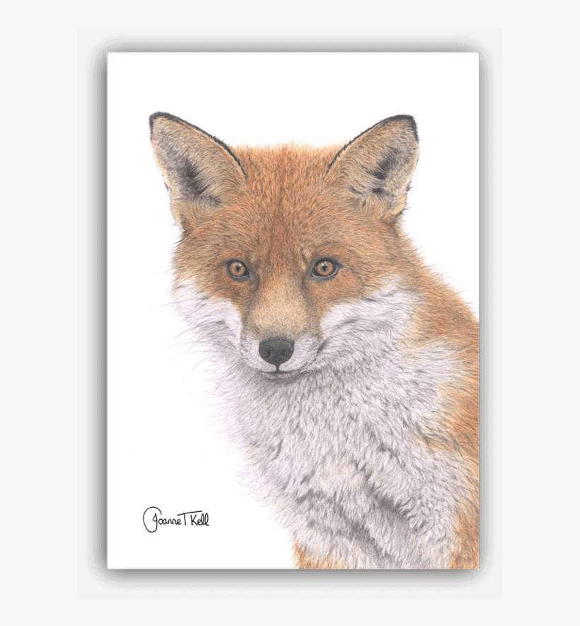 Red Fox Greeting Card - Joanne Kell Wildlife Artist, transparent png download