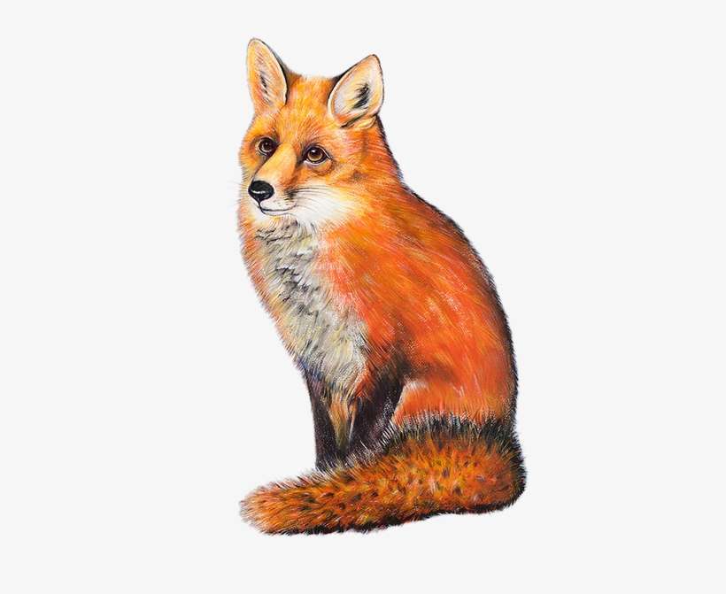 Photo Taken At The Red Fox By Yext Y - Red Fox Transparent, transparent png download