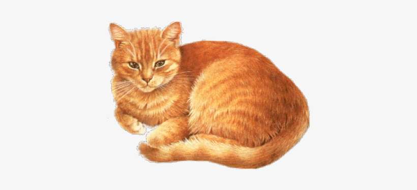 Chat Clipart, transparent png download