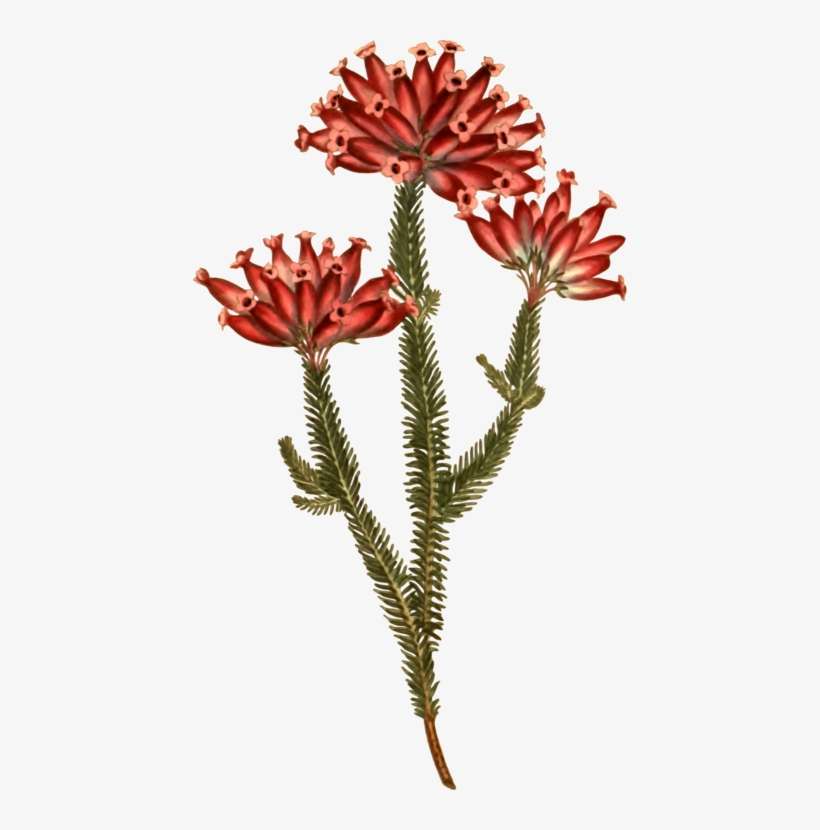 Curtis's Botanical Magazine Botany Flower Plants Nature - Stonecrop Family, transparent png download