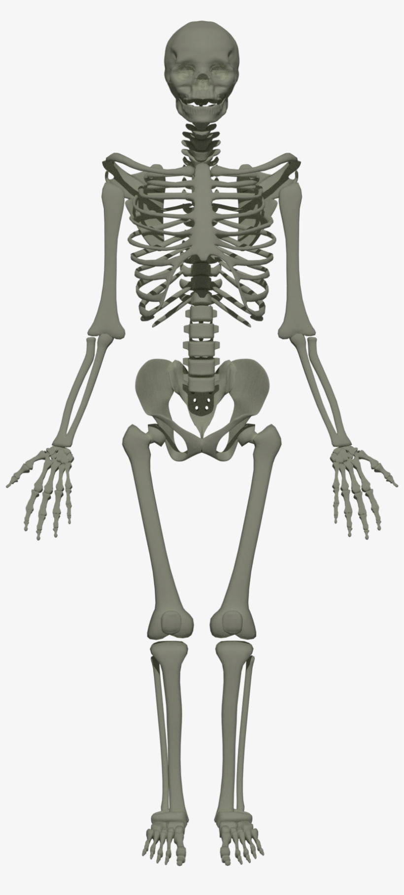 Skeleton Neck Png, transparent png download
