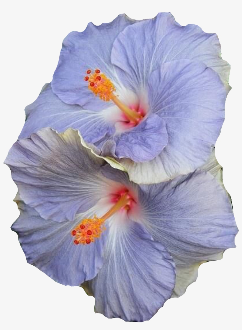 Blue Hibiscus Flowers, transparent png download