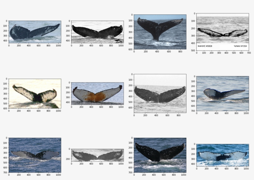 Each Row Shows Pictures Of One Whale - Grey Whale, transparent png download