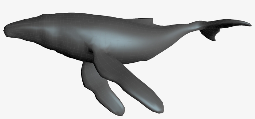 Humpback Whale, transparent png download
