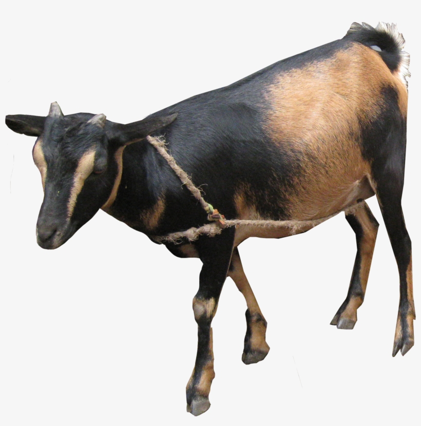 50 Swiss Francs For E - Goat, transparent png download
