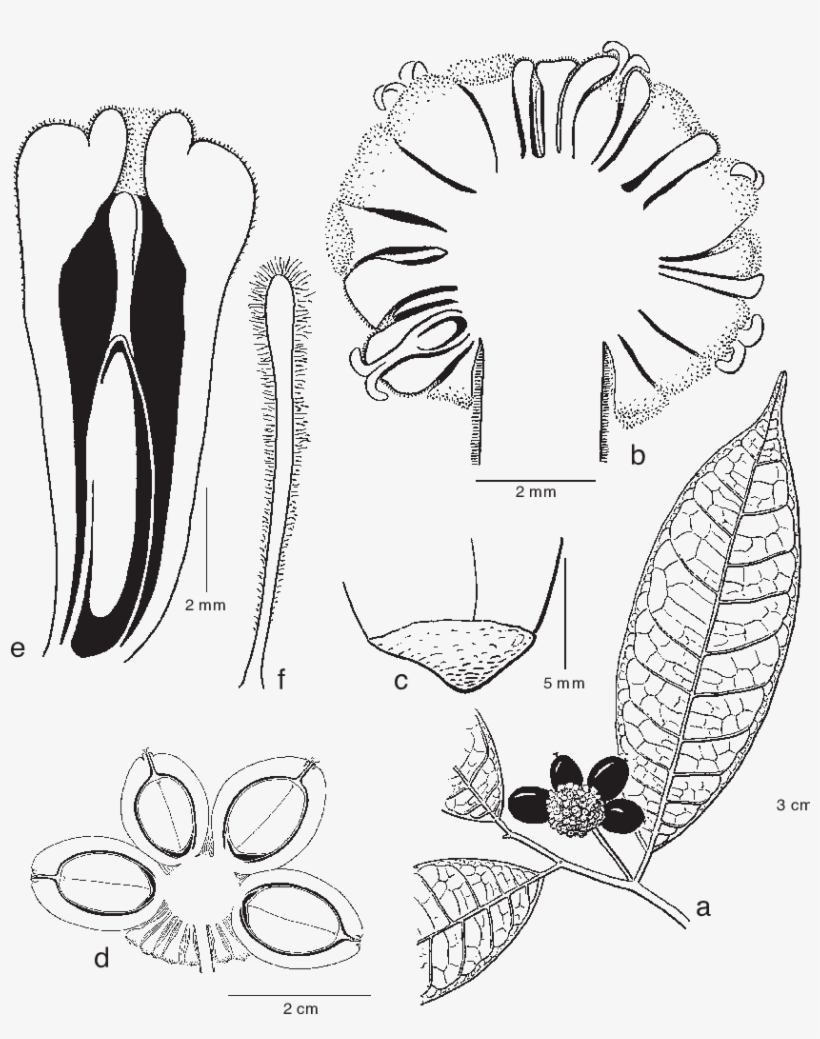 Leafy Twig With Infructescence - Line Art, transparent png download