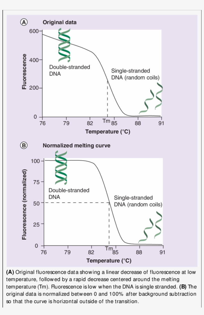 Fluorescent Dna Melting Analysis - Diagram, transparent png download