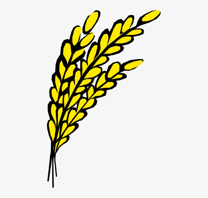 Vector Illustration Of Wheat Grain Of Cereal Grass - Oats Clip Art, transparent png download