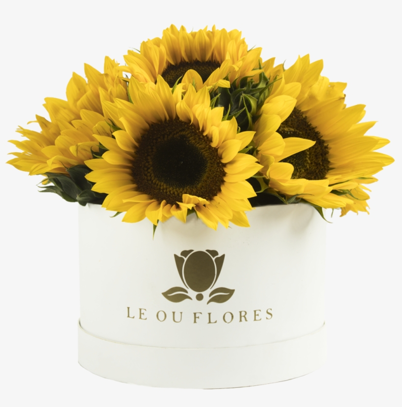 Cilindro 10 Girasoles - Sunflower, transparent png download