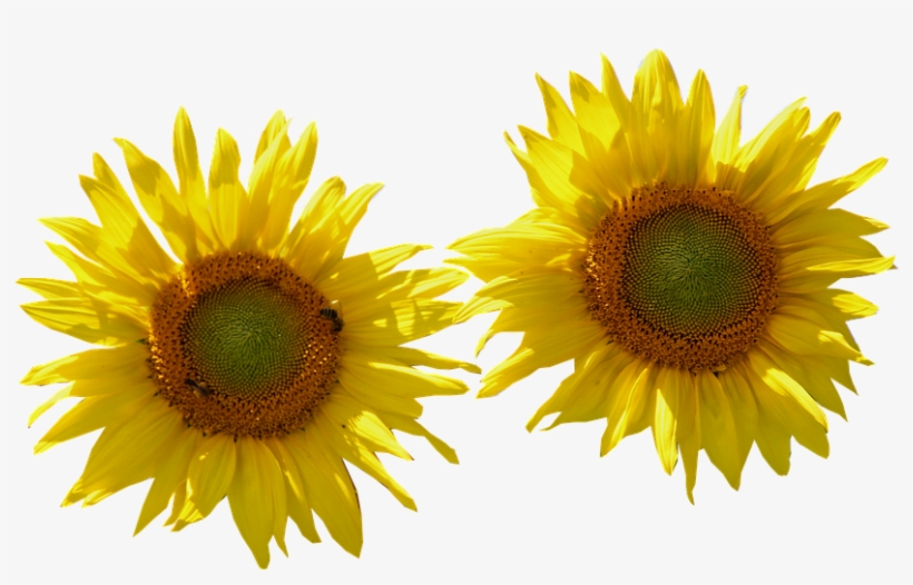 Girasol, Aislado, Cortar, La Naturaleza, Flor, Flores - Sunflower, transparent png download