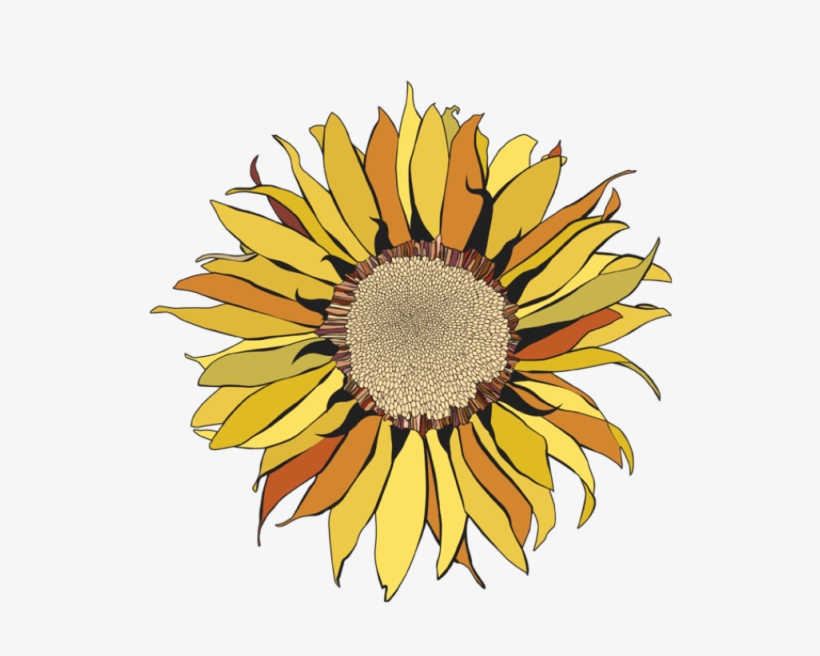 Http - //www - Murando - 1 - Png - V Girasol - African Daisy, transparent png download