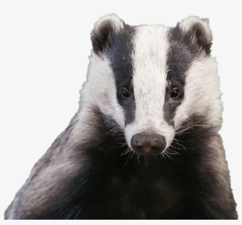 Badger Head - Uk Badger, transparent png download