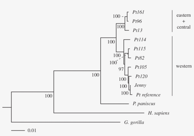 Maximum-likelihood Phylogeny Of Chimpanzees, Human - Diagram, transparent png download
