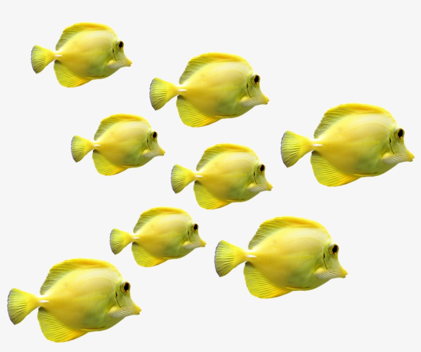 Sea Life Clipart Ocean World - Fish, transparent png download
