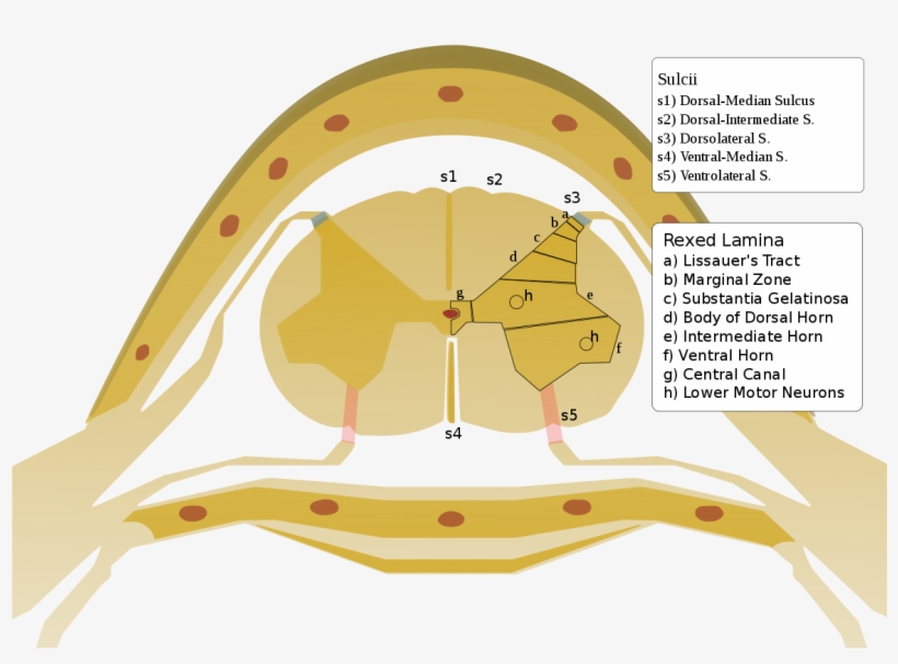 Anterolateral Sulcus Of Spinal Cord - Dorsolateral Sulcus, transparent png download