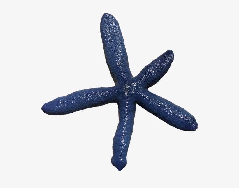 Starfish, Spur, Sea, Prickly, Marine Life, Sea Animal - Sea, transparent png download