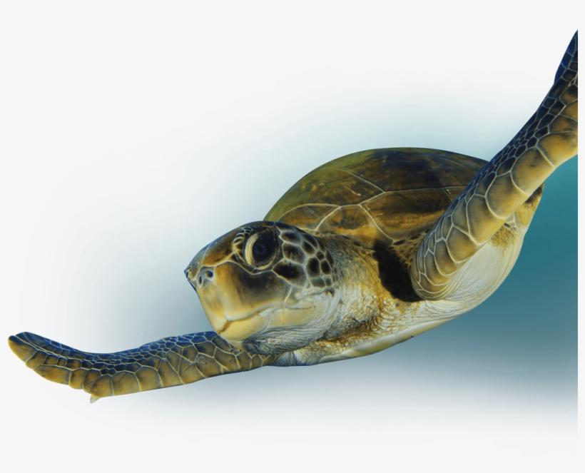 Turtle Eating Png Sea Turtle Eating Plastic Bag Png Png Image Transparent Png Free Download On Seekpng