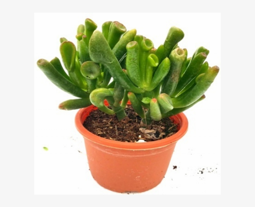 Crassula Gollum Succulent Plant - Flowerpot, transparent png download