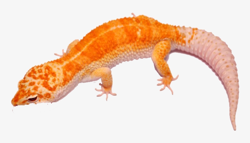 Young Giant Salamander Transprent - Salamander Png, transparent png download