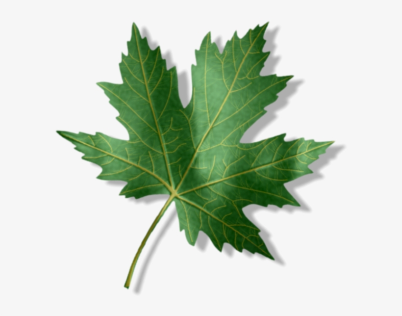 Entry1 Zpsaxgpb44y - Maple Leaf, transparent png download