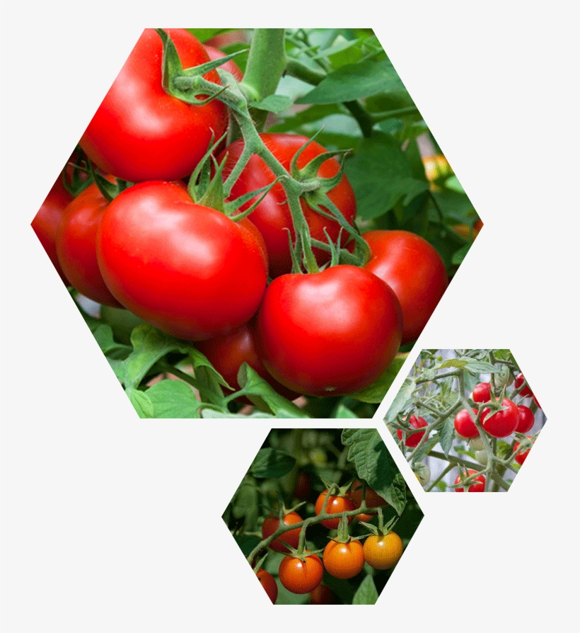 Tomate - >> - Donde Viene El Tomate, transparent png download