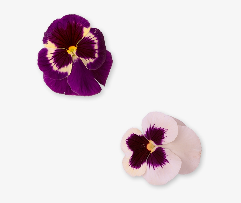 In Our Menu, You Will Discover A Peruvian Kitchen Food - Pansy, transparent png download