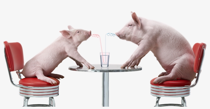 Endosan Drinking Pigs - Pig, transparent png download