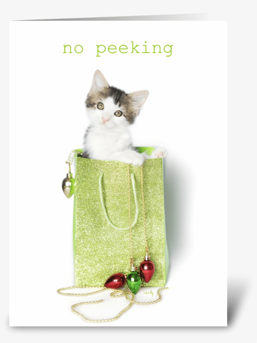 No Peeking Christmas Kitten - Domestic Short-haired Cat, transparent png download