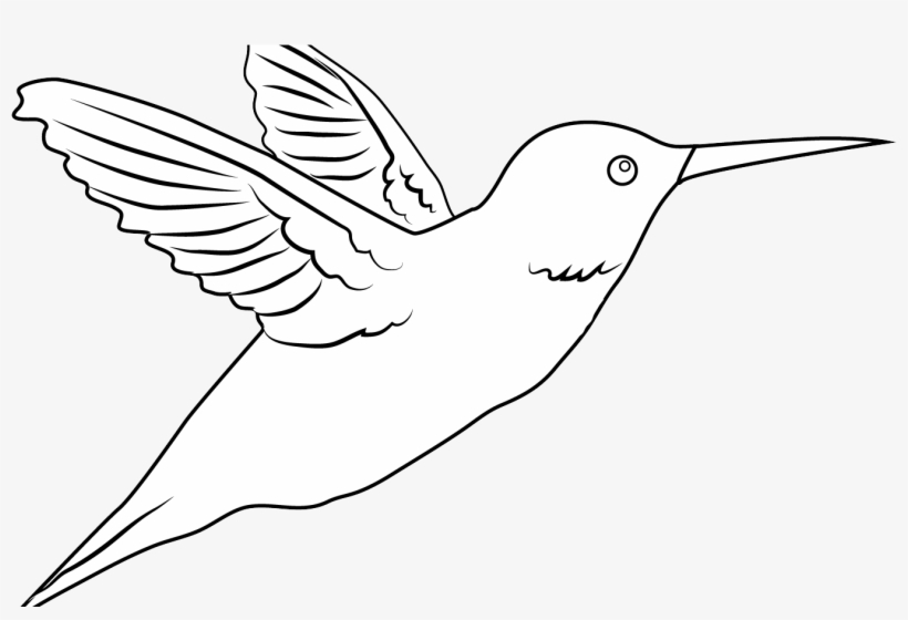 Png Freeuse Download Hummingbird Clipart Royalty Free - White Hummingbird Png, transparent png download