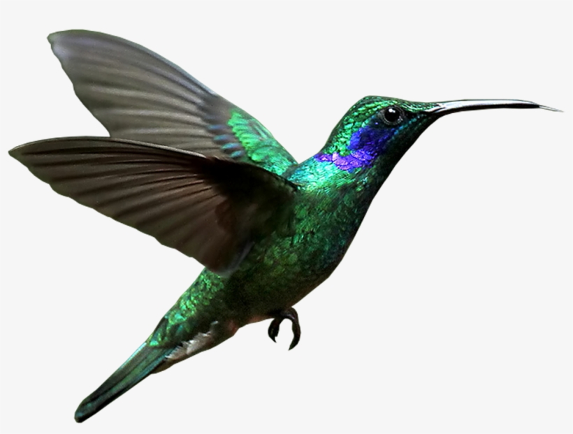 Rufous Hummingbird, transparent png download