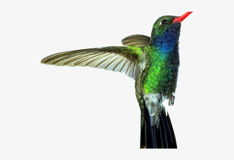 Drawn Hummingbird Png Transparent - Imagens De Substantivos Compostos, transparent png download