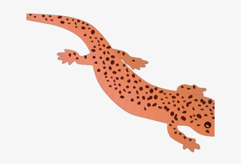 Salamander Clipart Clip Art - Red Salamander, transparent png download