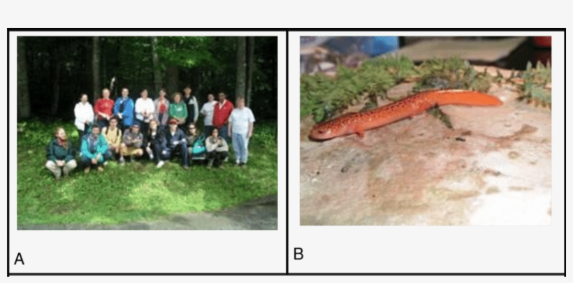 Salamander Hunt - - Red Salamander, transparent png download