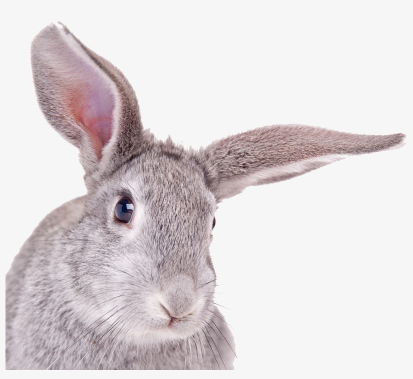 Rabbit Head White Background, transparent png download