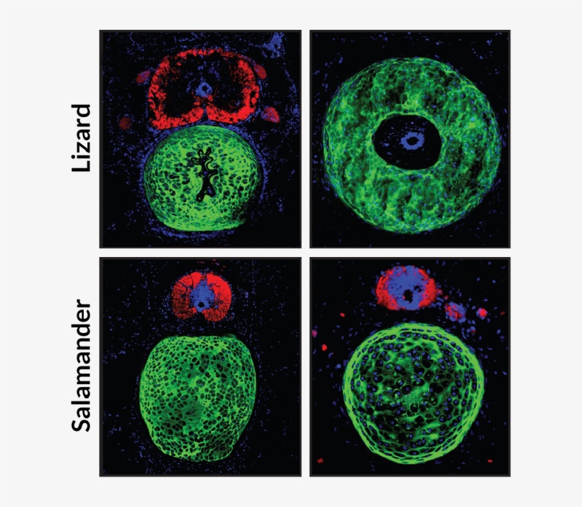 Fluorescence Microscopy Cross Sections Of Original - Circle, transparent png download