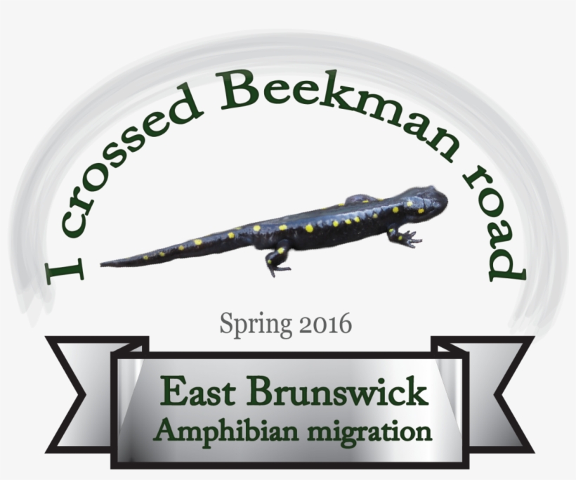 Delete Photo - Spotted Salamander, transparent png download